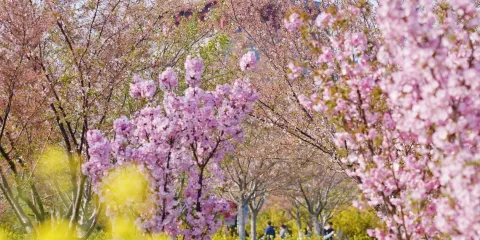 鄭州市碧沙崗公園