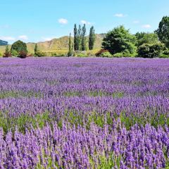 Lauren's Lavender Farm張用戶圖片