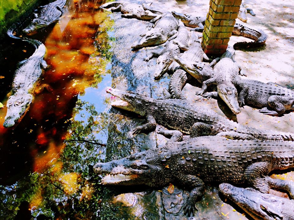 Miri Crocodile Farmのレビュー Miri Crocodile Farmのチケット Miri Crocodile Farmの割引 Miri Crocodile Farmの交通機関 所在地 営業時間 Miri Crocodile Farm周辺の観光スポット ホテル グルメ Trip Com Miri Crocodile Farmのレビュー Miri Crocodile Farmのチケット Miri Crocodile Farmの割引 Miri Crocodile Farmの交通機関 所在地 営業時間 Miri Crocodile Farm周辺の観光スポット ホテル グルメ Trip Com