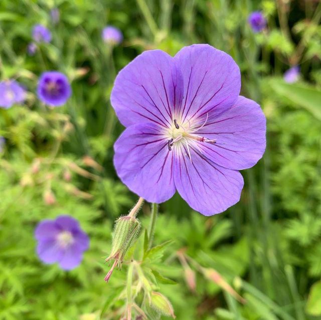 溫室花園