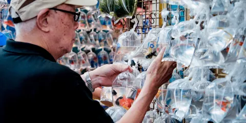 金魚街（通菜街）