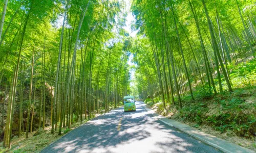 Yixing Bamboo Forest