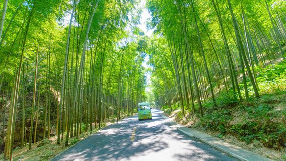 Yixing Bamboo Forest