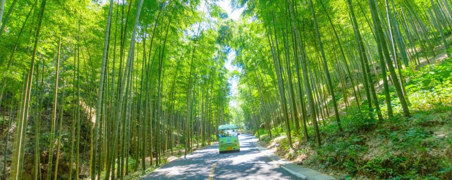 Yixing Bamboo Forest