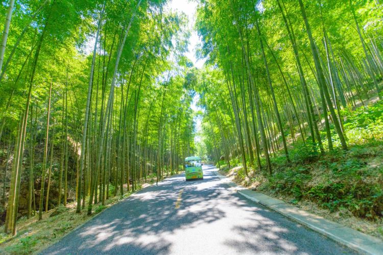 Sea of bamboo in Yixing