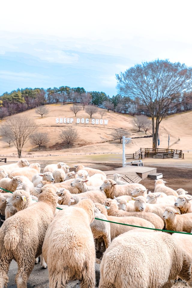 이카호 그린 목장