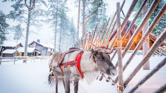 Snow Sledding in Rovaniemi