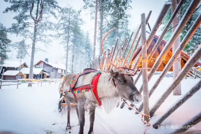 Snow Sledding in Rovaniemi