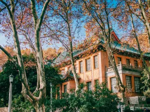 Chinese Parasol Tree Viewing in Nanjing