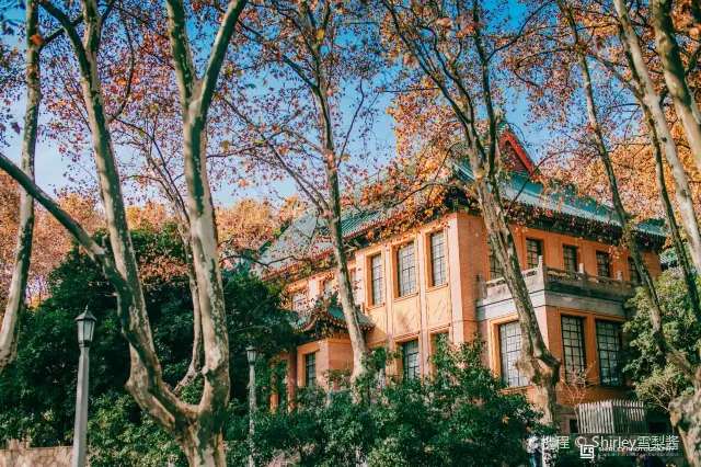 Sycamore Tree Viewing in Nanjing
