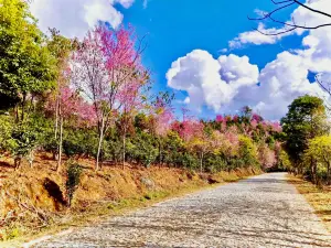 景迈山茶林文化観光地