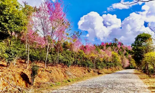 Jingmai Mountain Tea Forest Cultural Scenic Area