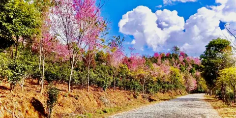 景邁山茶林文化景區