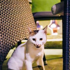 AL SHURFA ARABIC LOUNGE User Photo