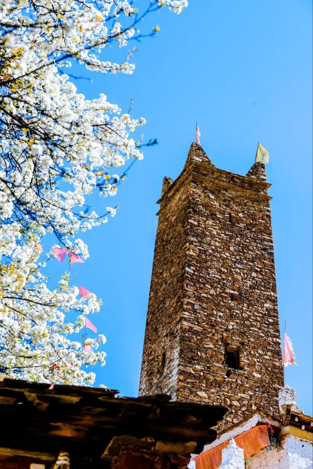 Pear Blossom Viewing in Danba