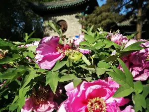 솽타사(쌍탑사)