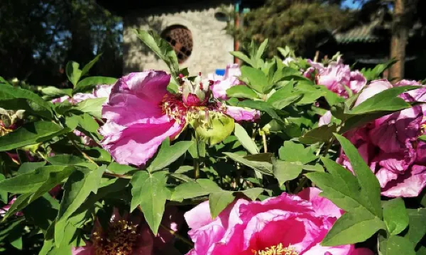 Shuangta Temple (Twin Pagoda Temple)
