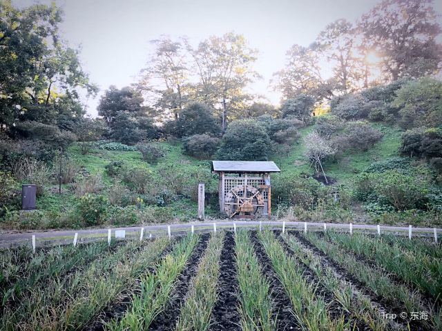 橫須賀市立しょうぶ園