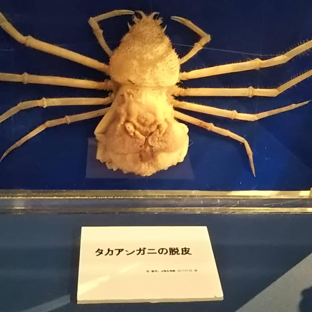 駿河灣深海生物館景點評價 駿河灣深海生物館門票 駿河灣深海生物館優惠 駿河灣深海生物館交通 地址 開放時間 駿河灣深海生物館 附近景點 酒店及美食 Trip Com