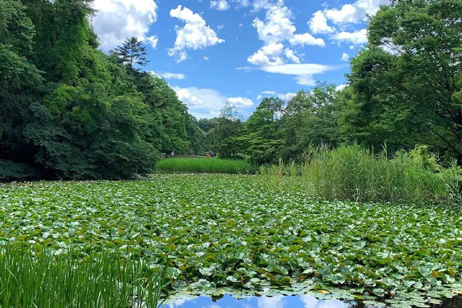 Shakujii Park