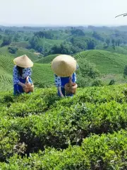 毛尖五峰嶺茶場