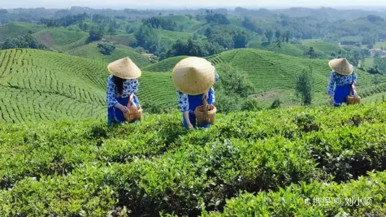 Xinyang Tea Shoot Wufeng Mountain Tea Plantation