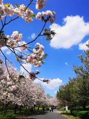 Chiba Park