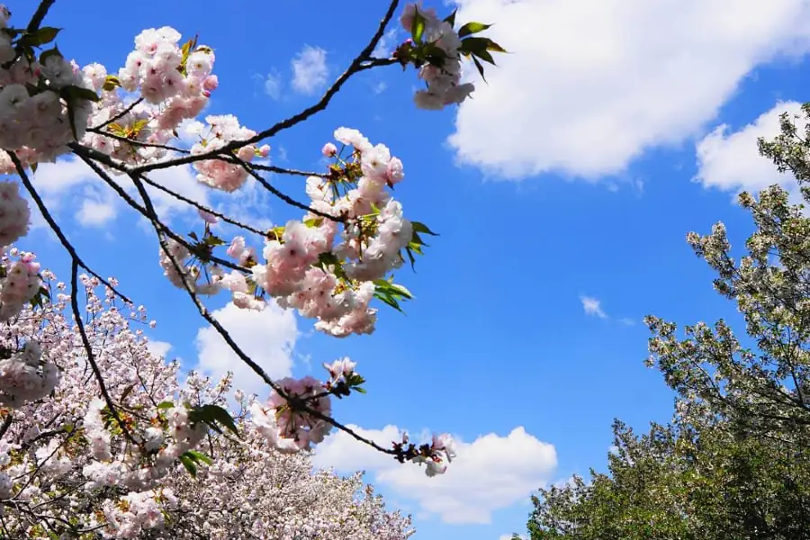 千葉公園