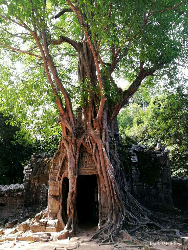 Ta Prohm寺廟