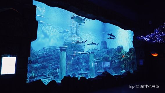 Macrolink Beluga Ocean Park