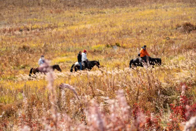 Horse Riding in Burqin