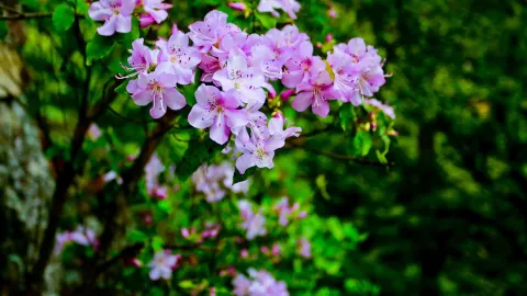 绝壁奇松 in หลี่ซุ่ย