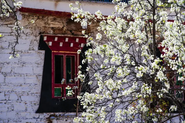 Pear Blossom Viewing in Danba
