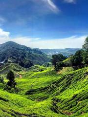 Cameron Highlands