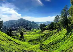 Cameron Highlands