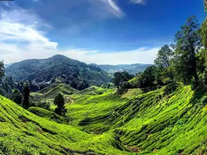 Cameron Highlands