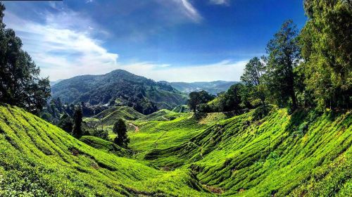 Cameron Highlands