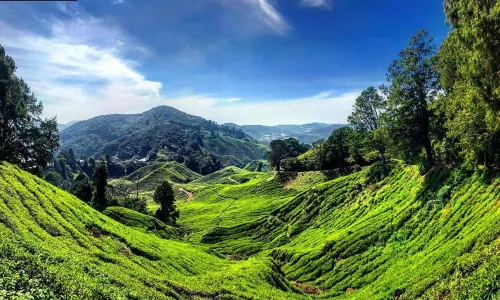 Cameron Highlands