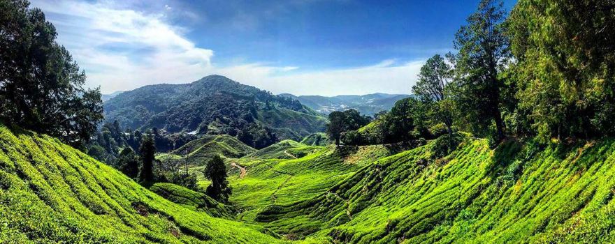 Cameron Highlands