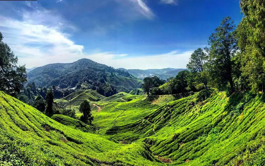 Cameron Highlands