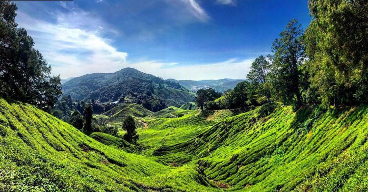 Cameron Highlands
