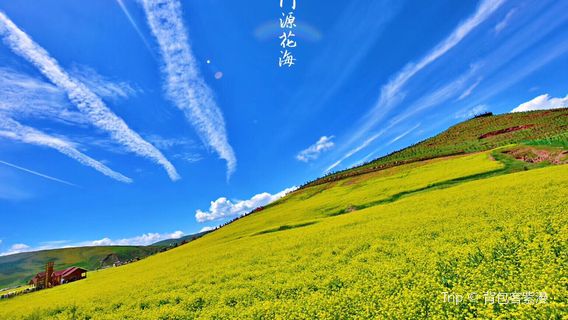 Romantic Flower Sea Corridor