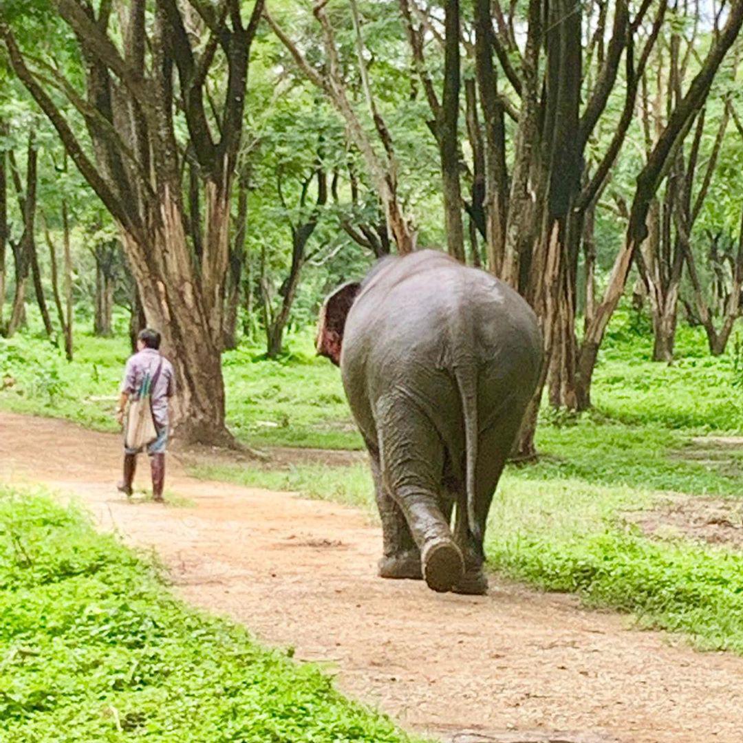 Elephant Valley Thailand 評判 案内 トリップドットコム