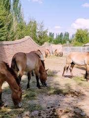 Shenzhou Desert Wild Animal Park