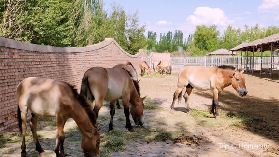 Shenzhou Desert Wild Animal Park