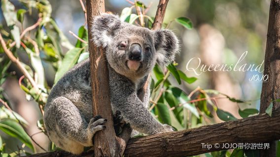 Currumbin Wildlife Sanctuary