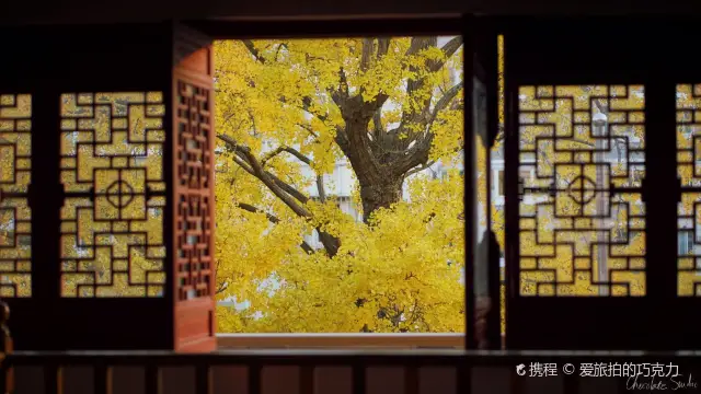 Ginkgo Viewing in Shanghai