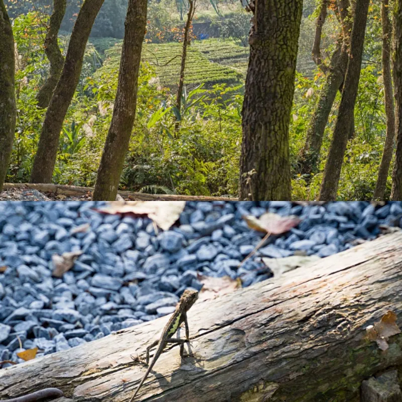 貓空觀光茶園