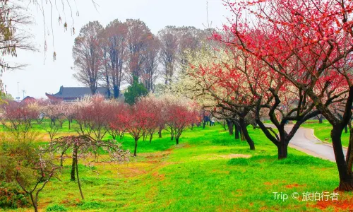 East Lake Plum Garden