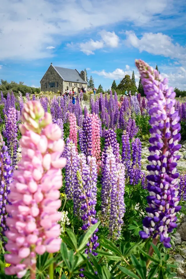 Lupin Flower Viewing at Lake Tekapo